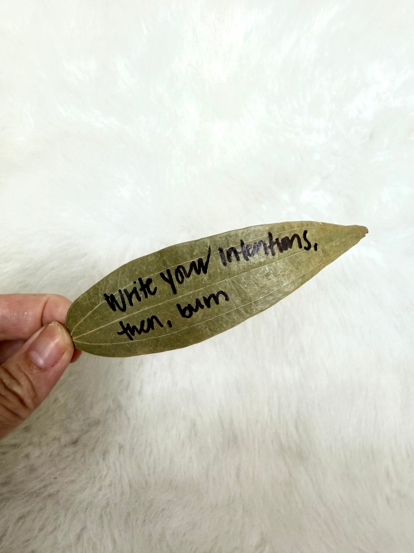 Intention bay leaves - for Spells and Wishes - Reiki Infused - 15 Large Bay Leaves - Spell Herbs